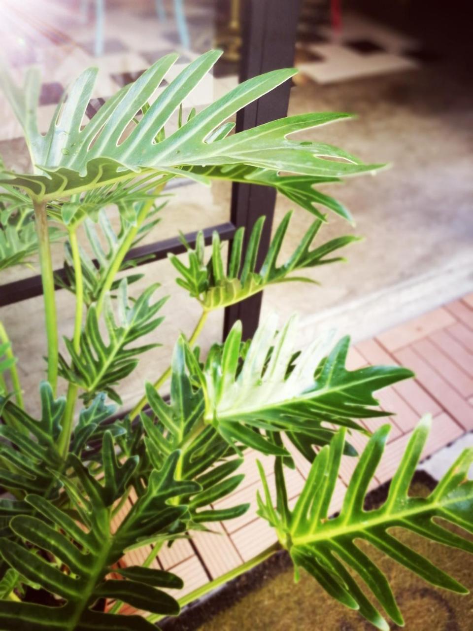 小步洋樓民宿kokokara House Tainan Esterno foto